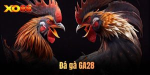 đá gà GA28