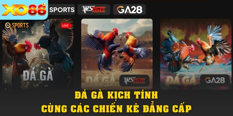 Đá gà kịch tính cùng các chiến kê đẳng cấp