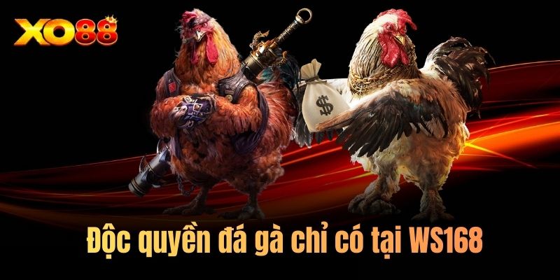 Độc quyền đá gà chỉ có tại WS168 